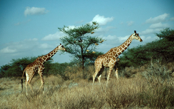 okapi and giraffe