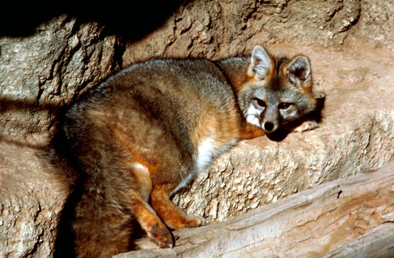 Gray Fox - Urocyon cinereoargenteus - NatureWorks