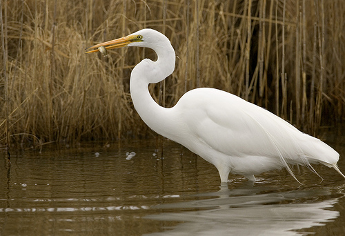 Great Egret - Ardea alba - NatureWorks