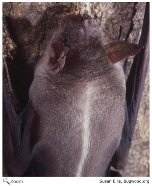 PGreater Buldog Bat
