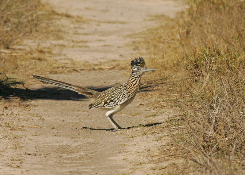 Roadrunner Bird Facts  Geococcyx californianus, Geococcyx velox - A-Z  Animals