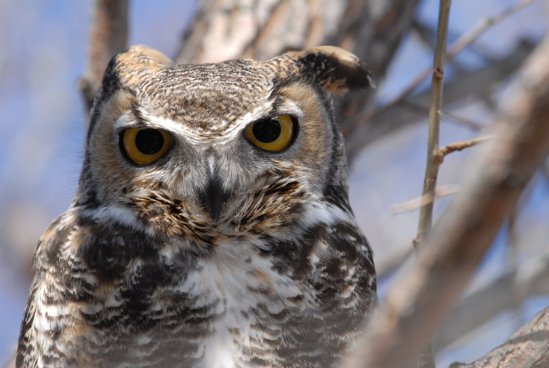 are-owls-good-luck-or-bad-luck-the-lucky-antler