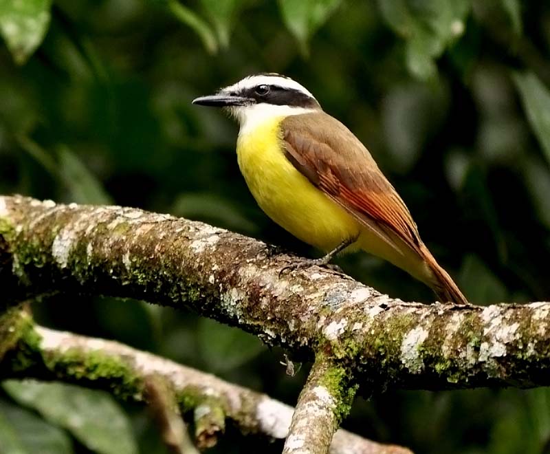 Great Kiskadee - Pitangus sulphuratus - NatureWorks