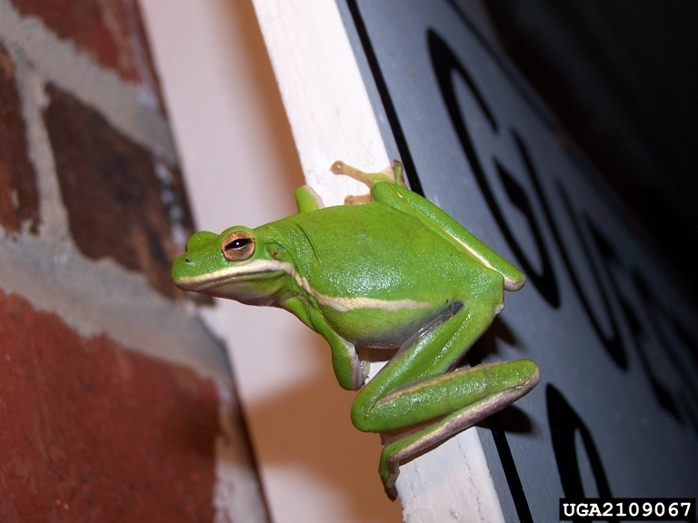 Green Tree Frog Range 