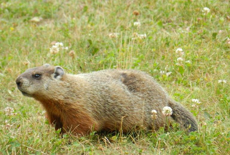 woodchuck