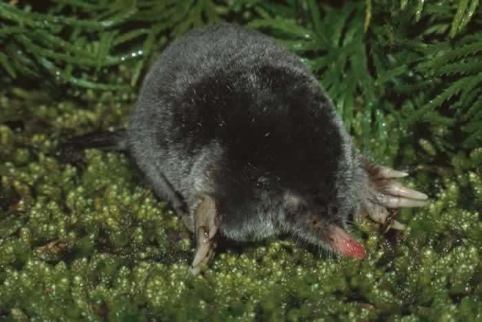 Insectivora - shrews, moles, hedgehogs | Wildlife Journal Junior
