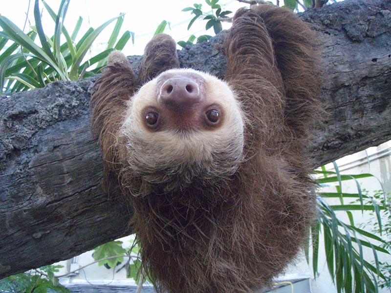 sloth ears