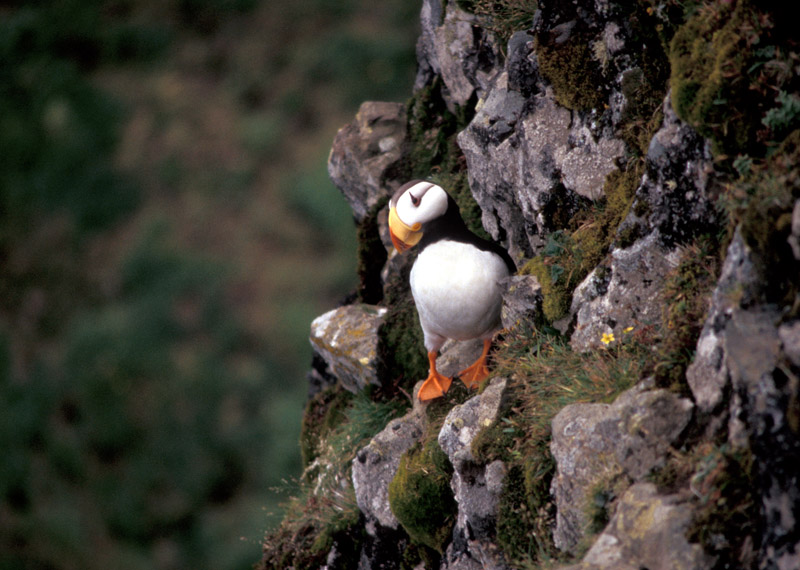 Horned and tufted puffin photos from Alaska's coast.