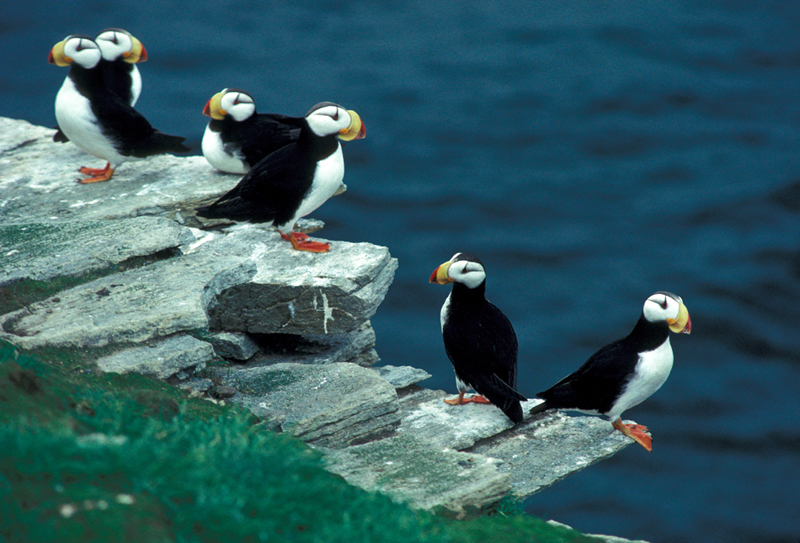 Atlantic Puffins Habitat Atlantic Puffin Bird BVJH Atlantic Puffins Habitat Atlantic Puffin Bird BVJH