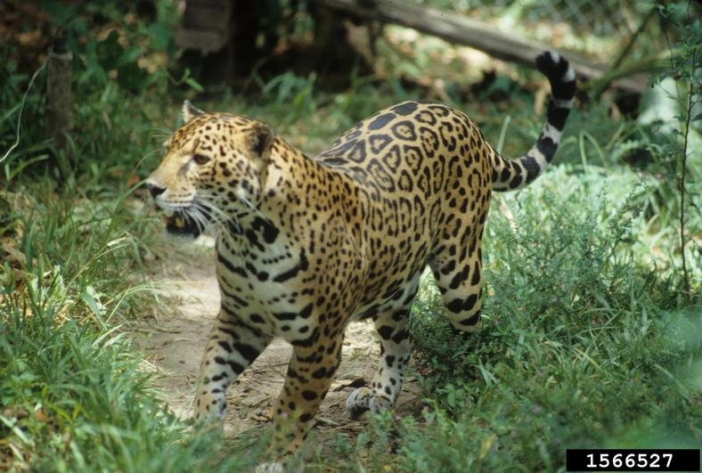 Baby Rare Jaguar Animal
