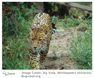 Single Pet Jaguar 