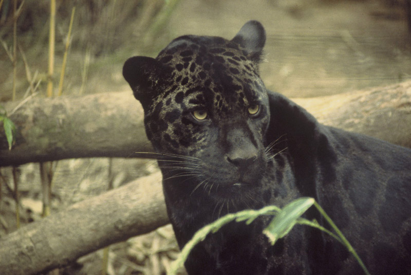 Jaguar - Panthera onca - NatureWorks