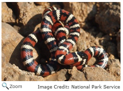 California Mountain King Snake