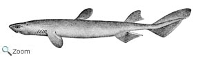 Kitefin shark