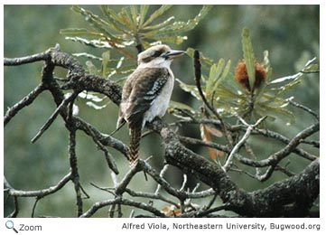 Kookaburra