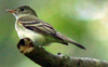 Acadian Flycatcher