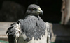 Black-chested Buzzard-Eagle 