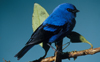 blue and black Tanager