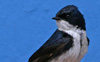 Blue-and-white Swallow 