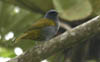 blue-capped Tanager