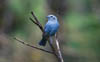 Blue-gray Tanager