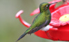 Booted Racket-tail 