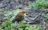 Chestnut-crowned Ant Pitta