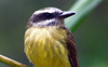 Golden-crowned Flycatcher 