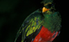 Golden-headed Quetzal 