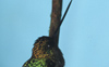 Green-fronted Lancebill