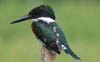 Green Kingfisher 