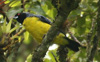 hooded-mountain Tanager