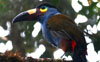 Plate-billed Mountain-Toucan 