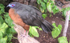 Sickle-winged Guan
