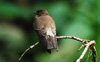 Southern Rough-winged Swallow 