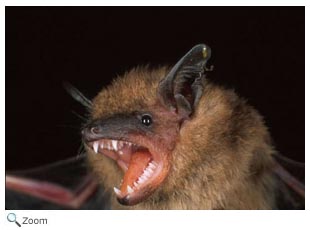 Chiroptera - bats | Wildlife Journal Junior