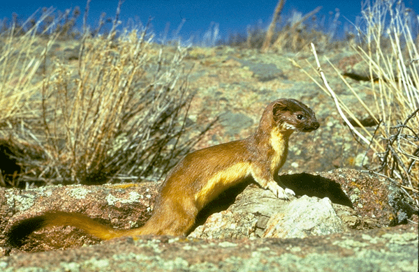 Long-tailed Weasel - Mustela frenata - NatureWorks