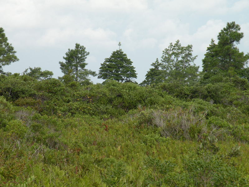 Bogs & Fens: What's the Difference, for Peat's Sake!? – Great Ecology