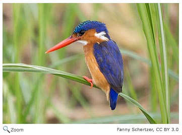 north american kingfisher bird