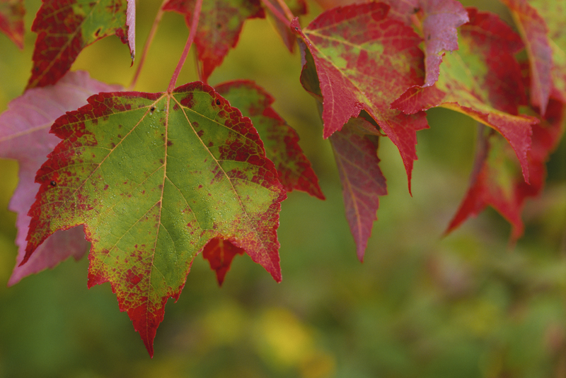 plants that live in the deciduous forest