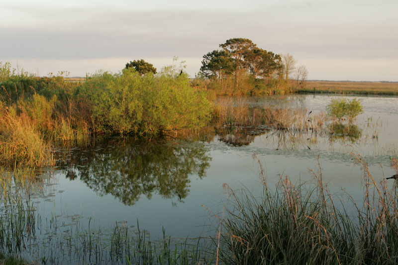 marsh animals