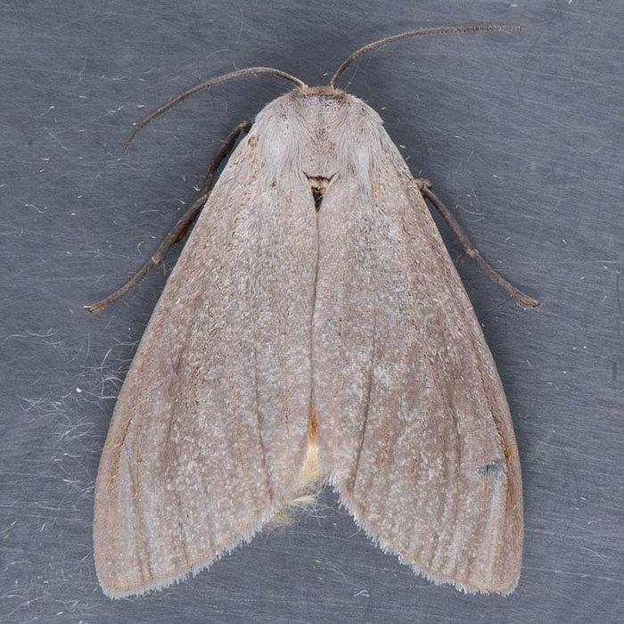 Жизнь моли. Euchaetes Egle. Limotrine Tussock Moth. Milkweed Moth. Apantesis phalerata.