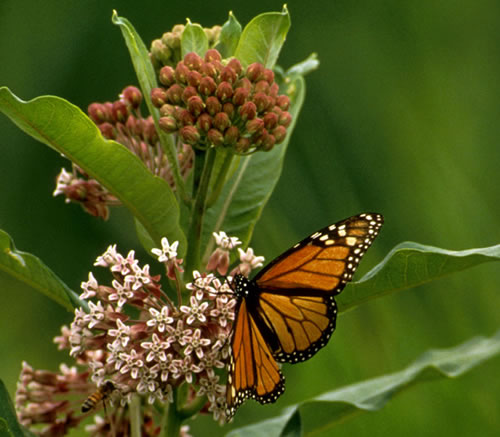Nymphalidae - brush-footed butterflies | Wildlife Journal Junior
