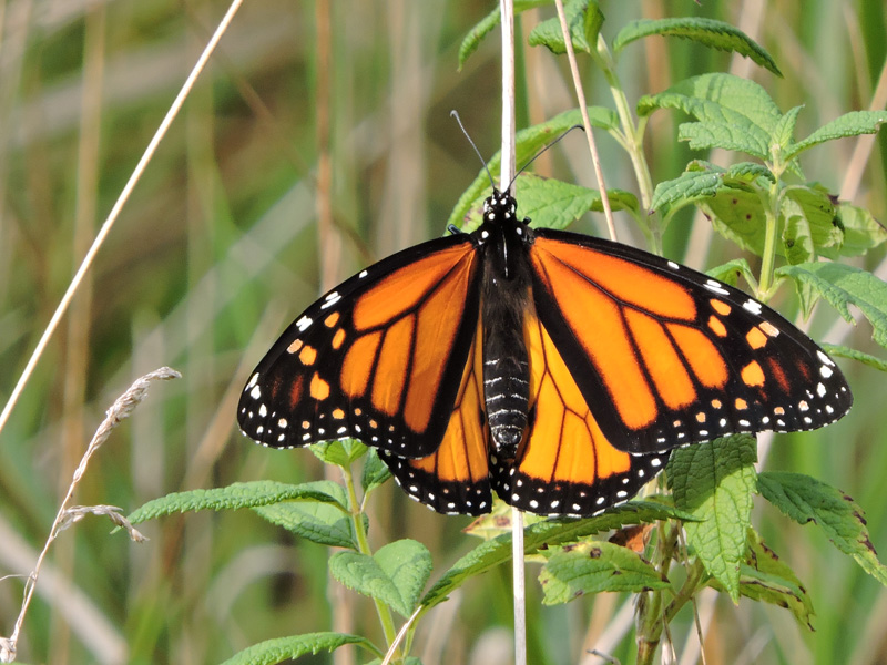 Monarch Butterflies in the Pacific Northwest