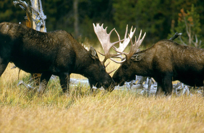 male and female moose