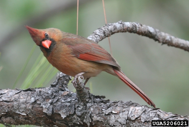 Northern Cardinal Cardinalis Cardinalis Natureworks