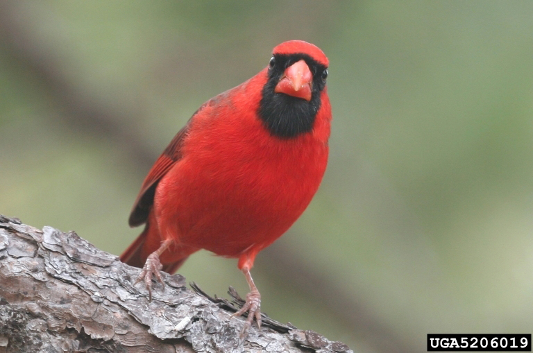 Northern Cardinal - Cardinalis cardinalis - NatureWorks