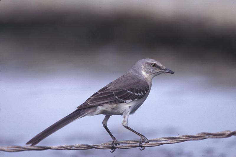 what is a mockingbird