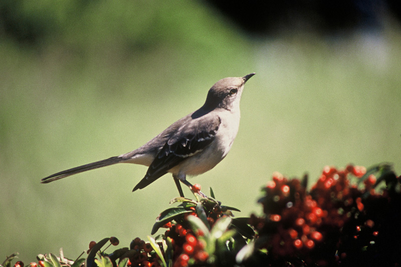 Northern Mockingbird - Mimus polyglottos - NatureWorks