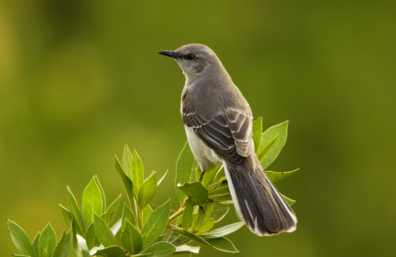 Northern Mockingbird - Mimus polyglottos | Wildlife Journal Junior